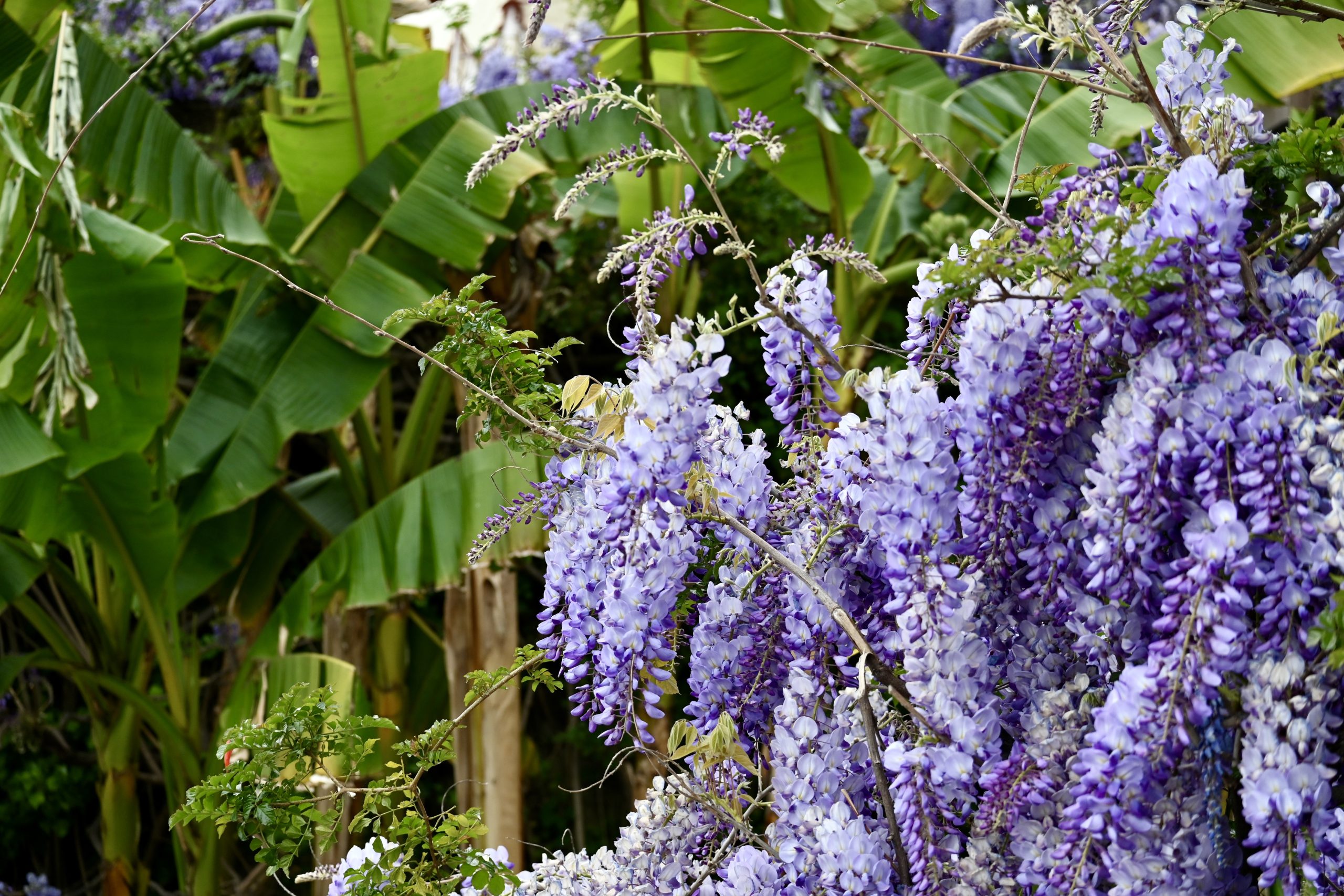 Fioritura del glicine in Liguria