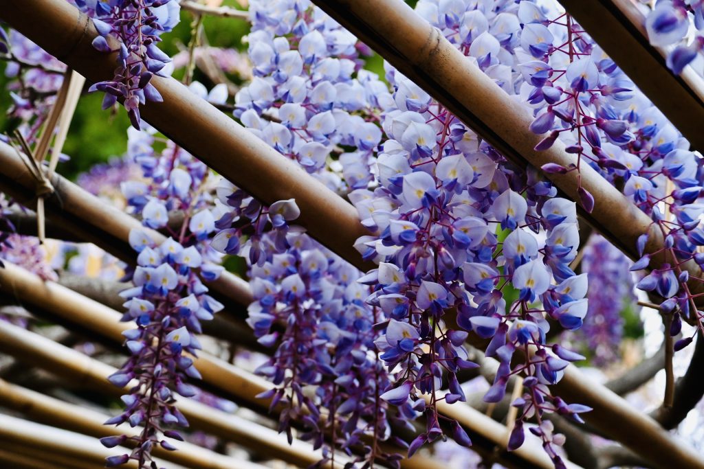 Dove vedere il glicine in Liguria: fioritura glicine ai Giardini di Villa della Pergola