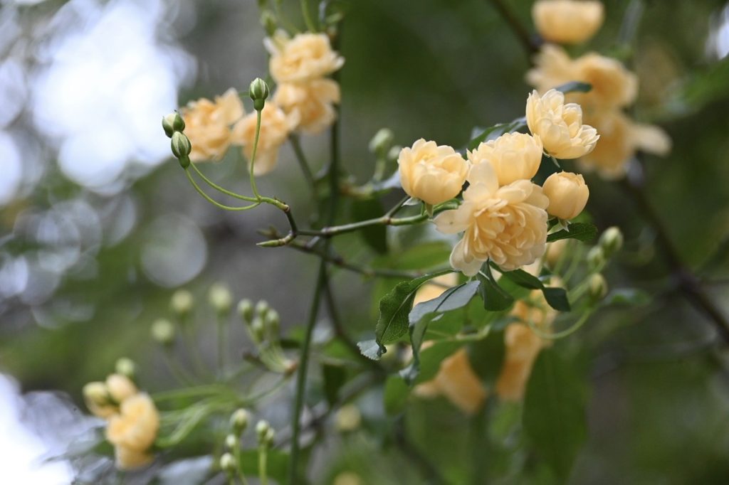 Rose antiche ai Giardini di Villa della Pergola ad Alassio