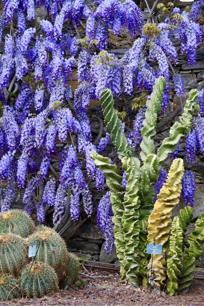 Dove vedere il glicine in Liguria: giardini di villa della pergola e cactus