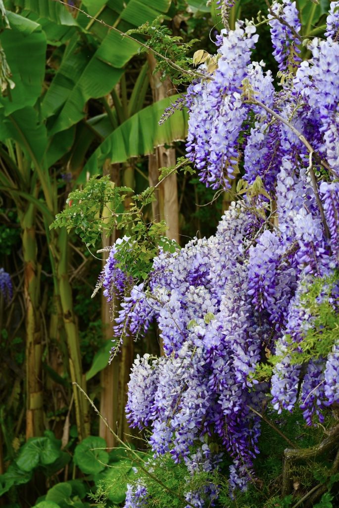 Banani e glicine ai Giardini di Villa della Pergola