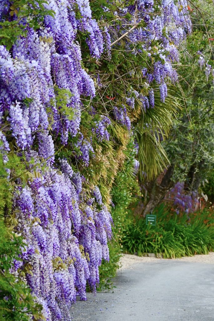 Dove vedere il glicine in Liguria